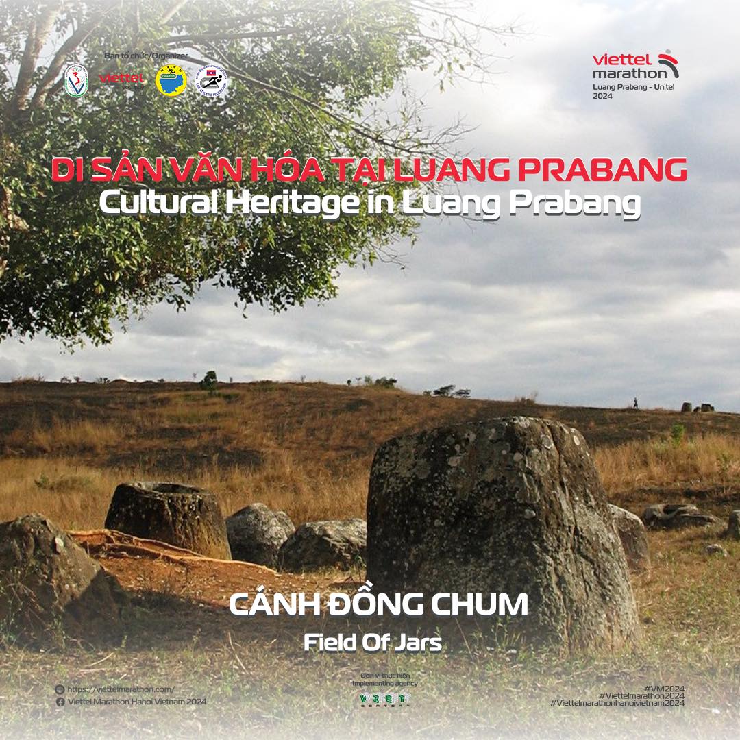 CÁNH ĐỒNG CHUM